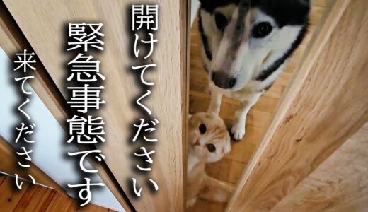 ニャーニャー何かを教えにきた子猫と犬についていってみると...