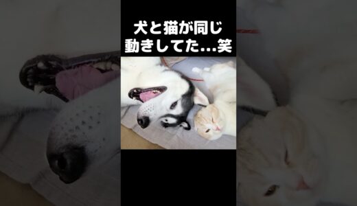 犬と猫が同じ動きしててかわいい...#猫 #cat