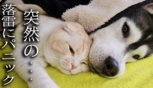 雷が落ちてパニックで子猫と犬達がこうなりました...