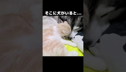 そこに犬がいると猫がこうなる...#猫 #cat