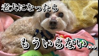 【獣医師が語る】老犬になったら豹変する子の理由…それでも最後まで面倒見れますか？【激怒症候群トイプードル】