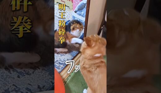 【犬猫アテレコ】猫パンチを避けるコーギー