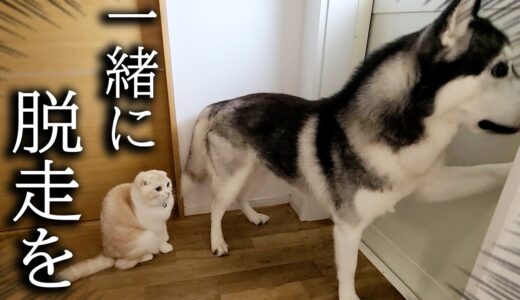 ハスキー犬がこっそり子猫を連れて脱走しようとしてました…