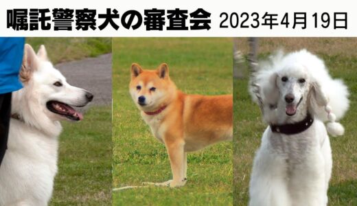 プードル、柴犬、ホワイトシェパードらが出場した嘱託警察犬の審査会