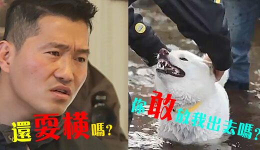 超心機柴犬支配咬傷三位主人，被訓犬師強制扔進水裡訓練，它的好日子到頭了！