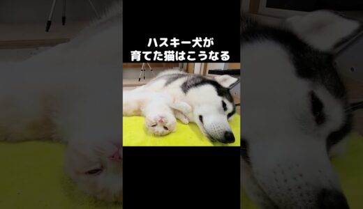 ハスキー犬が育てた猫はこうなる。#猫動画 #cat