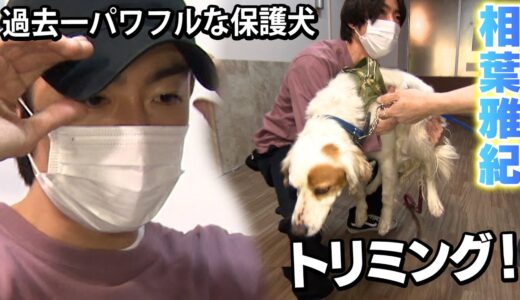 【相葉雅紀】過去一パワフルな猟犬の保護犬をトリミング！！！