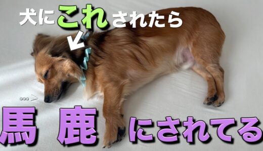 飼い主を馬鹿にしている犬だけがこの行動をします