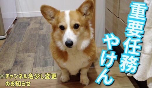 ごはん時になると台所にパトロールに来るコーギー犬