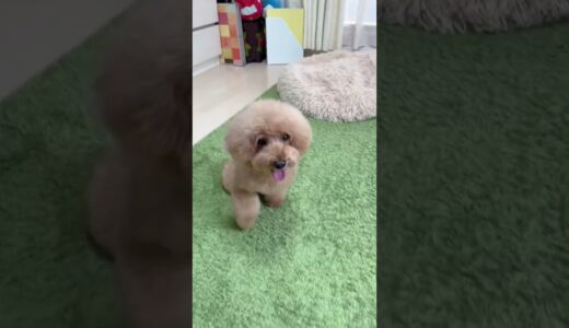 かわいく動き回る愛犬　#ivdd #toypoodle #wheelchairdog #車椅子犬 #shorts