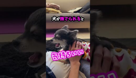 犬が懐く人がしている好かれる行動！ #shorts