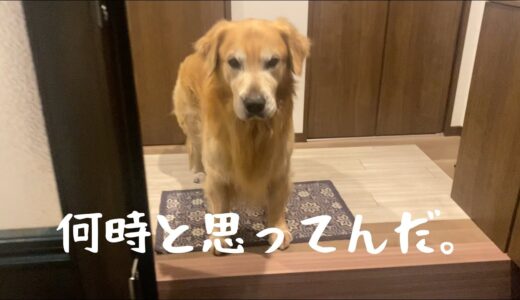 飲み会で遅くなった母をガンコ親父風に出迎える大型犬。