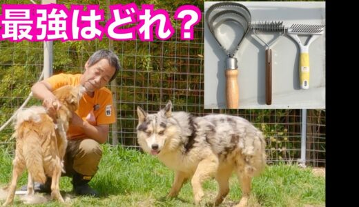 【辛口検証】犬の抜け毛処理に最適なコームを正直にお伝えします！