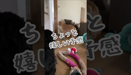 散歩に行きたい犬と行きたくない犬#るこる君　#ルッちん