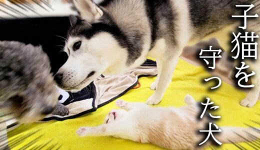 子猫のニャーと言う泣き声に秒で駆けつけ助けた犬がこちらです