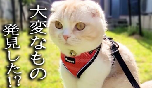 外をお散歩してたらとんでもないもの見つけた子猫と犬がこちら…