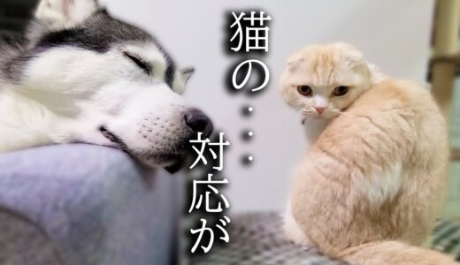 怖い夢をみて寝言で走ってる犬を見た猫の対応にびっくりしました...