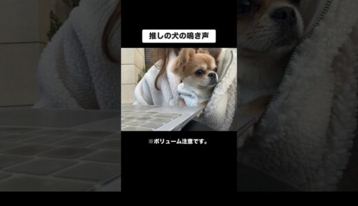 推しの犬の鳴き声がこちら #shorts