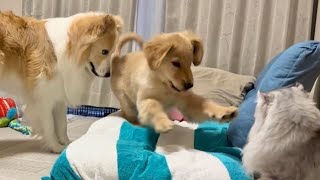 兄犬と猫が、子犬のことしか見えてません...笑【ゴールデンレトリバー】