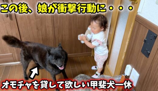 気性が激しいはずの甲斐犬も娘には怒れないようで、、、【甲斐犬一休と猫のしずく】