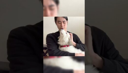 超大型犬の子犬のぬいぐるみ感は異常です。 #shorts