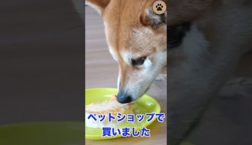 誕生日を迎えてしまった保護犬 #保護犬 #柴犬