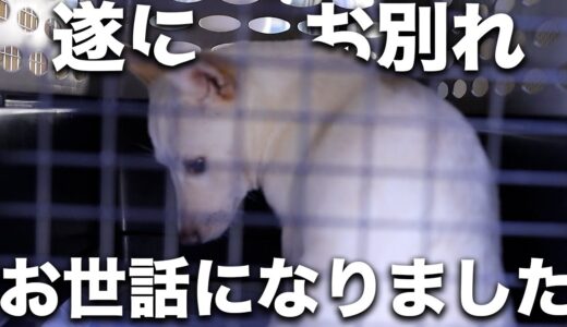 【身震】震えが止まらない！お世話になった犬舎との別れ