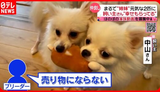 【投稿動画】”飼育放棄”された元保護犬…  飼い主に運んだ”幸せ”『every.特集』