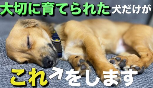 飼い主に大切に育てられた犬だけがこの行動をします。