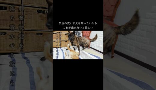 我が家の犬の喧嘩の止め方【甲斐犬・柴犬】 #shorts