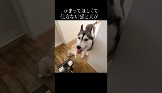 かまってほしくて仕方ない子猫と犬がかわいすぎた… #猫 #shorts