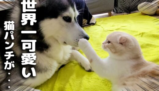 早起きして世界一かわいい猫パンチで犬を起こしたら可愛い現象が...