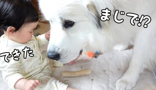 【祝！】ついに前に進めるようになった妹に驚きを隠せない姉犬達w｜グレートピレニーズ