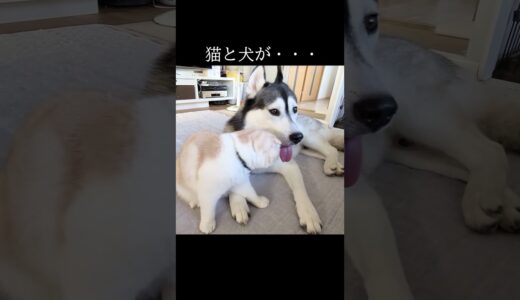 犬を見つけた猫がとった行動がかわいすぎた...#猫 #犬