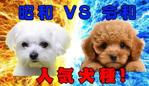 [人気犬種]昭和VS令和