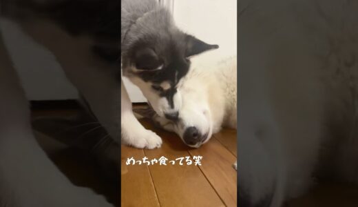 兄を食べまくる弟ww #犬 #兄弟 #shorts #シベリアンハスキー