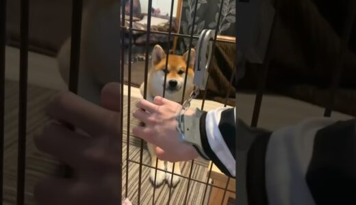 飼い主の教育に失敗した柴犬こまちゃん。#shorts