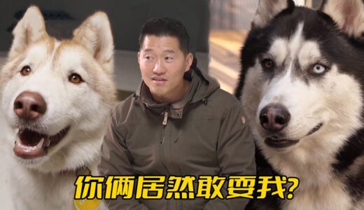 同時對付兩條“二哈”，就連武之訓犬師都會被耍，現場演了一出二人轉