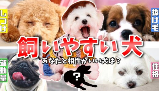 【保存版】初心者でも飼いやすい人気犬種ランキング