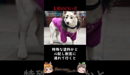 イタズラ描きされた犬を助けたらまさかの結果に #shorts