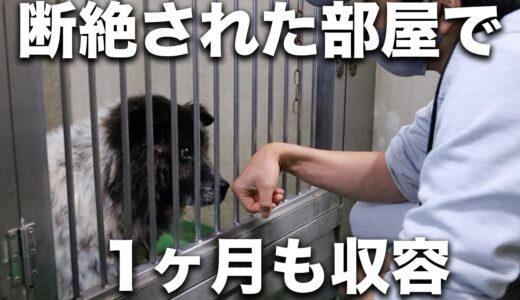 【非道】危険と言われ隔離されていた犬をなんとか保護しました