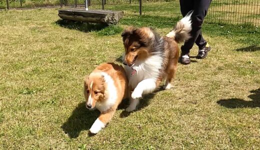 初めてドッグランに来た子犬を追いかけ回す成犬がこちらです...w