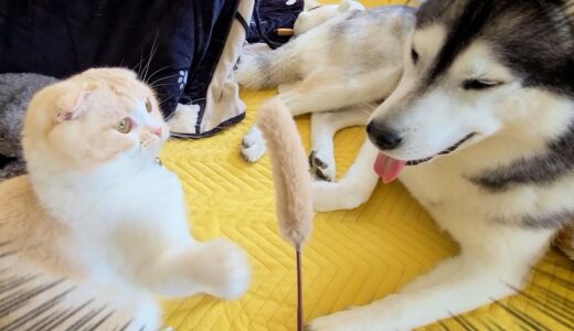 子猫が犬と遊びたくてニャーニャー泣いた結果こうなった...