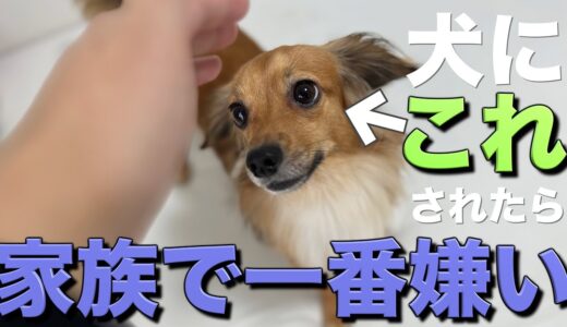 犬が家族の中で一番嫌いな人にしか見せない行動をまとめたら辛すぎた。