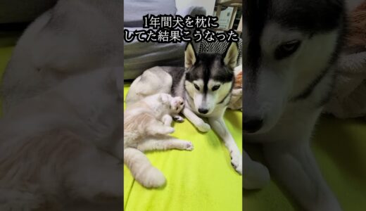 猫が1年間犬を枕にしてた結果こうなった…笑#猫 #shorts