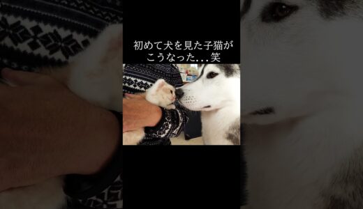 初めて犬を見た子猫がこうなりました...笑 #shorts