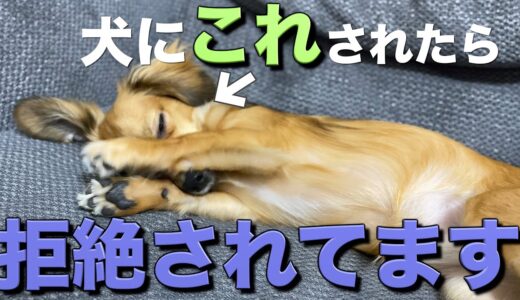 犬は「拒絶」する時だけこの行動をします