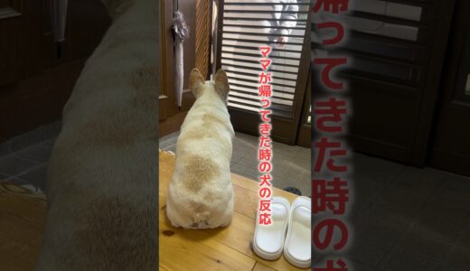 ママが帰ってくるのを待つ犬が、かわちい🥹✨💖