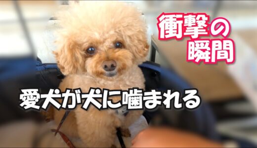 【衝撃】愛犬が犬に噛まれてしまいました（涙）