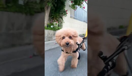 車椅子で爆走する愛犬　#shorts #wheelchairdog #ivdd #車椅子犬 #toypoodle